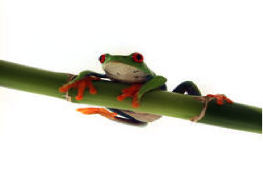 Hang in there frog